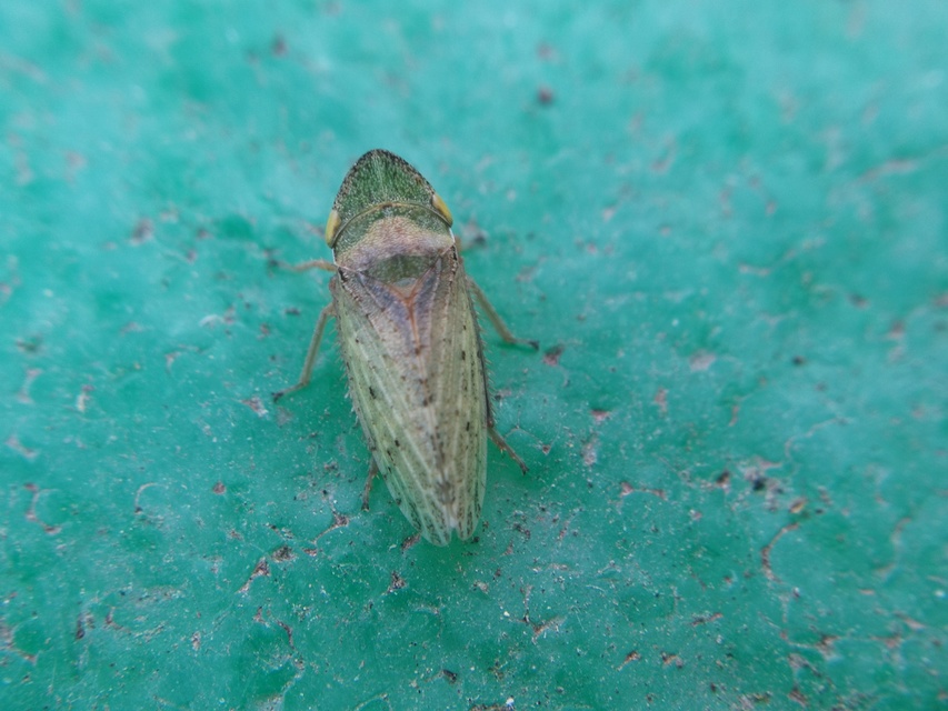 Aphrodes