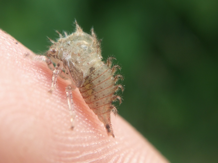 Membracidae - púposkabócák