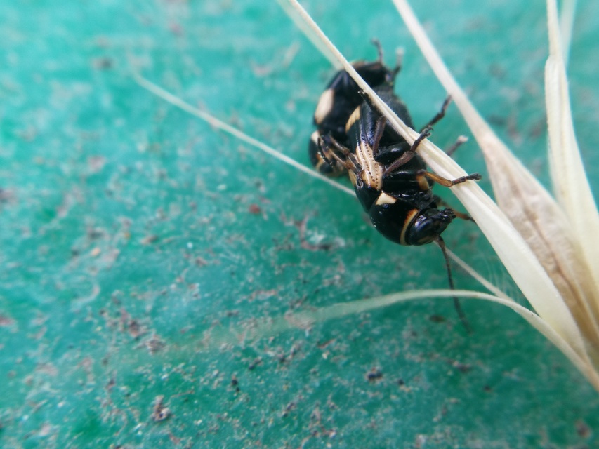 Cryptocephalus moraei - közönséges zömökbogár