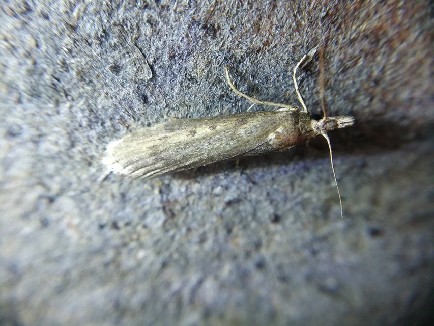 Lamoria zelleri - koldusmoly