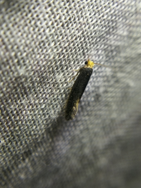 Tineidae - ruhamolyfélék