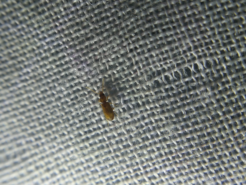 Lymnastis galilaeus - déli fürgefutonc