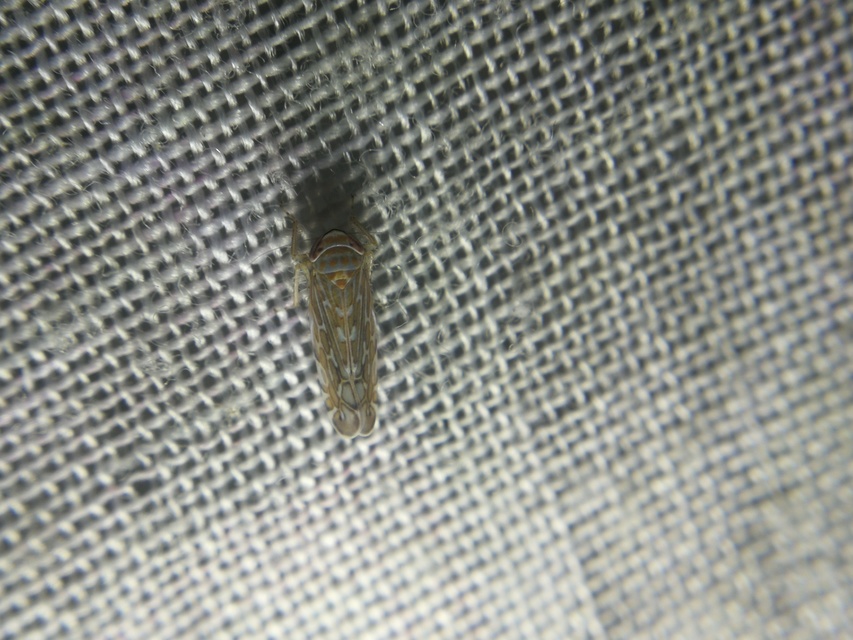 Deltocephalinae