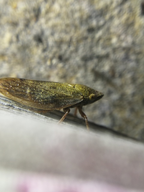 Aphrophora salicina