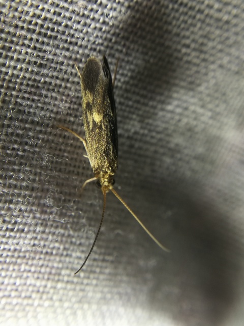 Trichoptera - Tegzesek