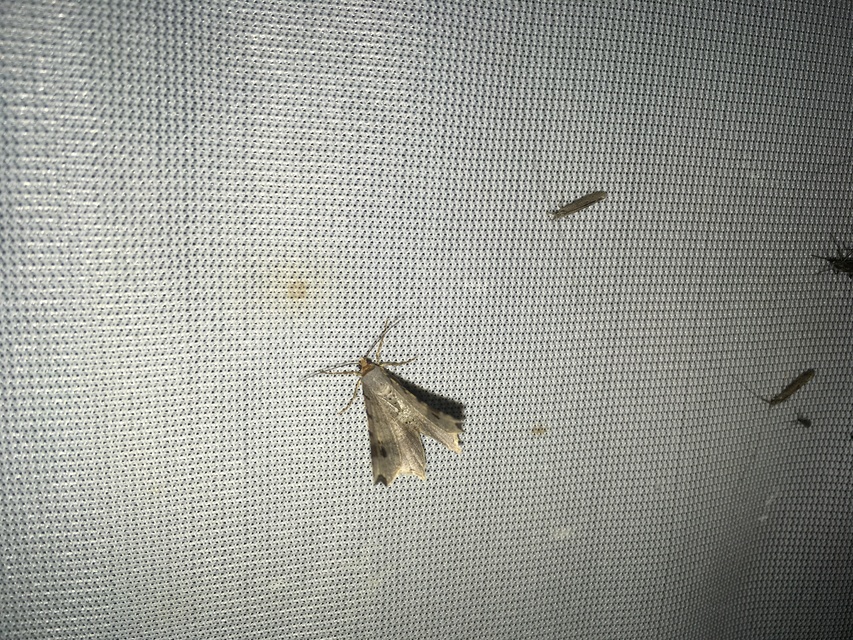 Macaria alternata - közönséges szürkearaszoló