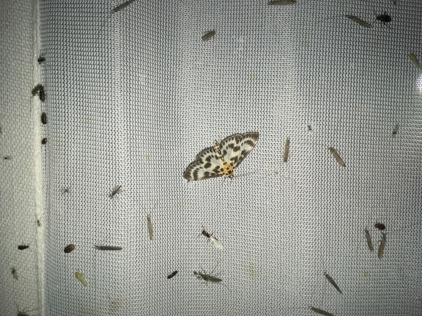 Anania hortulata - tarka csalánmoly