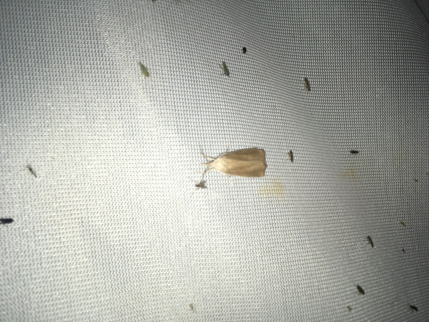 Calamotropha paludella - barna nádlevélmoly