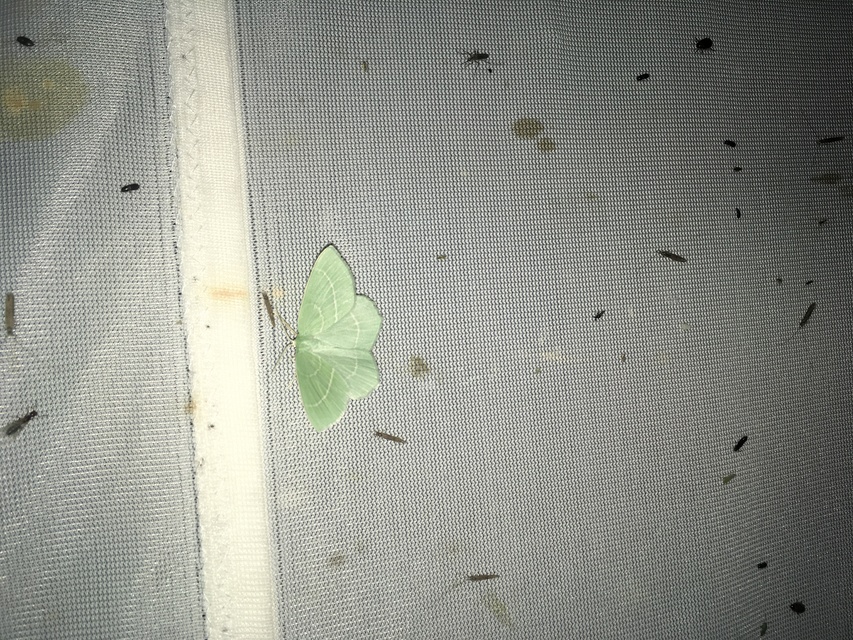 Hemistola chrysoprasaria - kékes zöldaraszoló