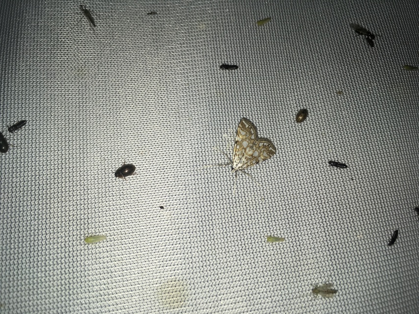 Elophila nymphaeata - tarka vízimoly