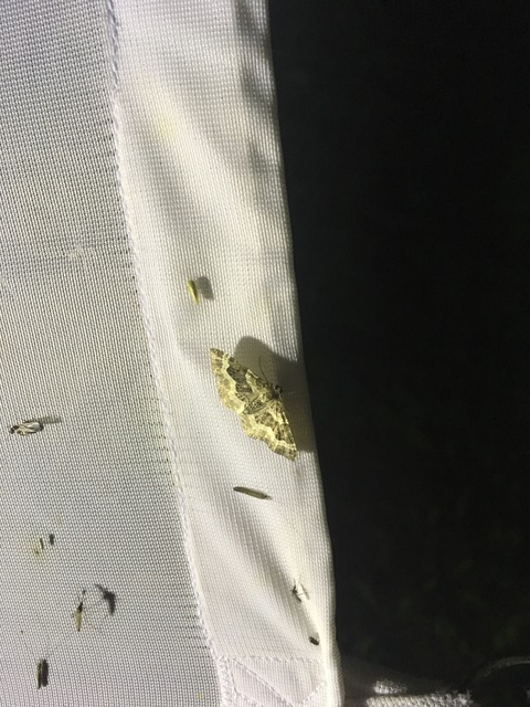 Epirrhoe alternata - galaj-tarkaaraszoló