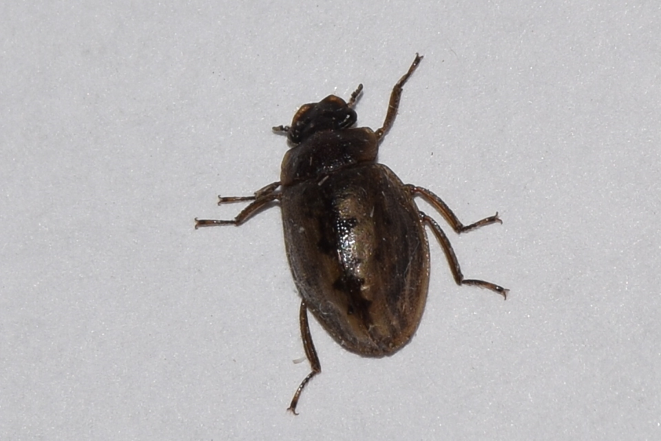 Spercheus emarginatus - ciripelő dajkacsibor