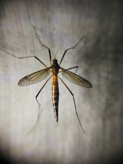 Nigrotipula nigra