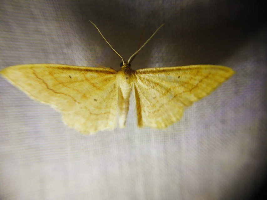 Idaea rufaria - vörhenyes sávosaraszoló