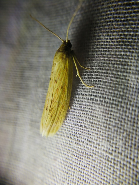 Ematheudes punctella - kúposfejű karcsúmoly