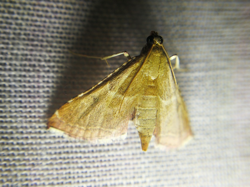 Endotricha flammealis - tüzesszárnyú fényilonca