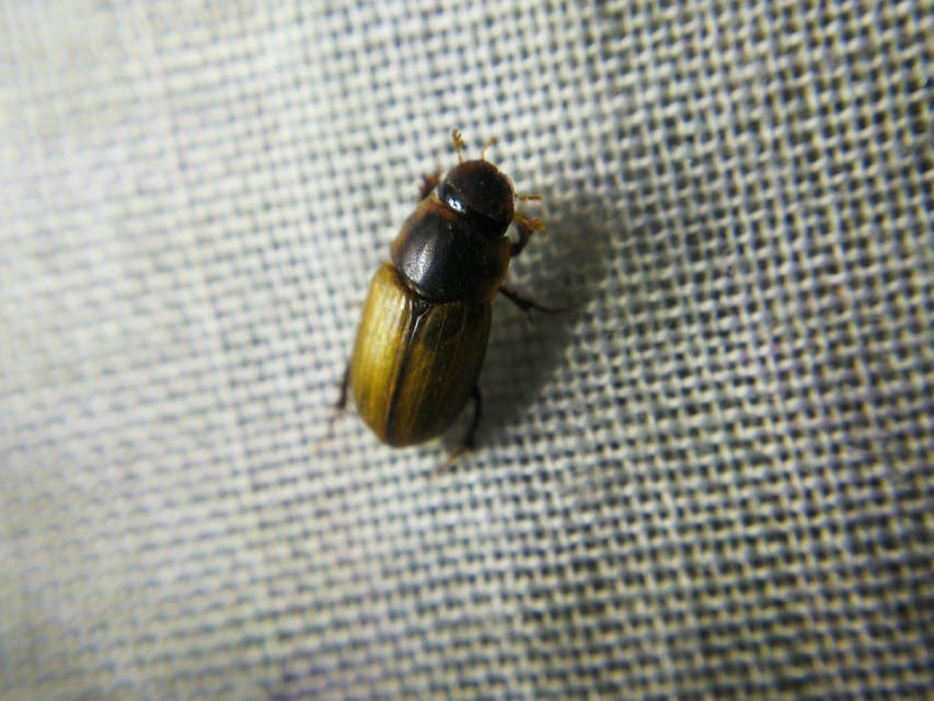Acanthobodilus immundus