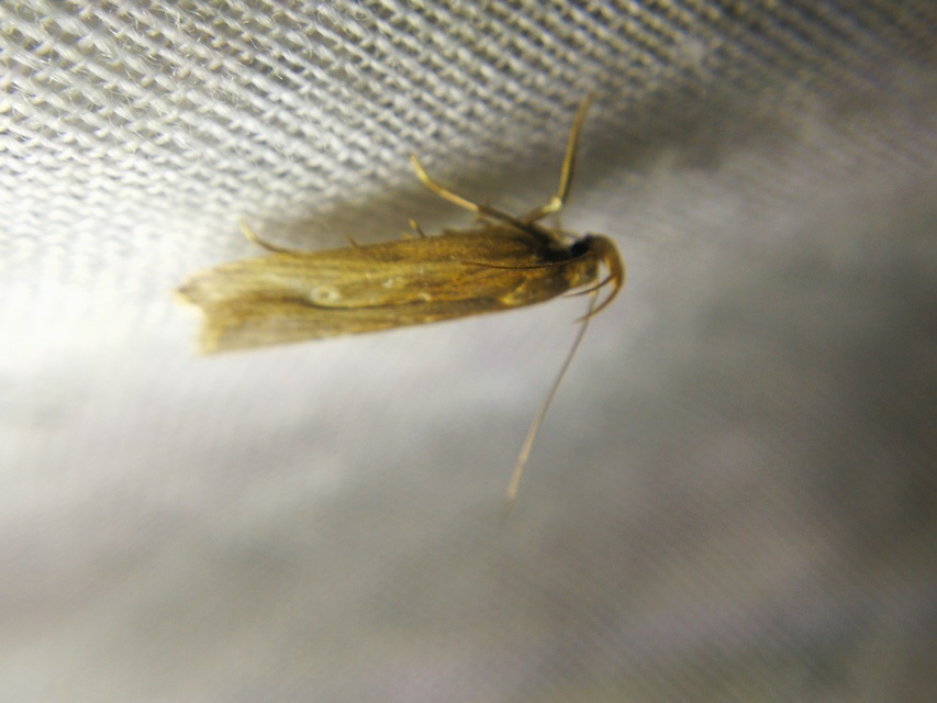 Helcystogramma triannulella - szuláksodró lápimoly