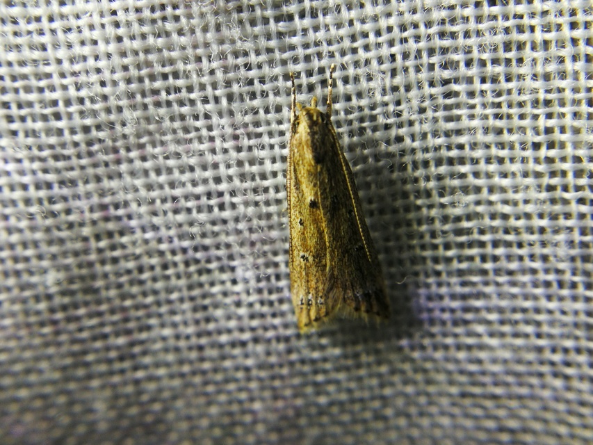 Brachmia inornatella - nádrágó lápimoly