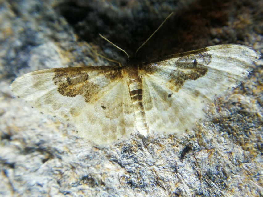 Idaea rusticata - tarka apróaraszoló