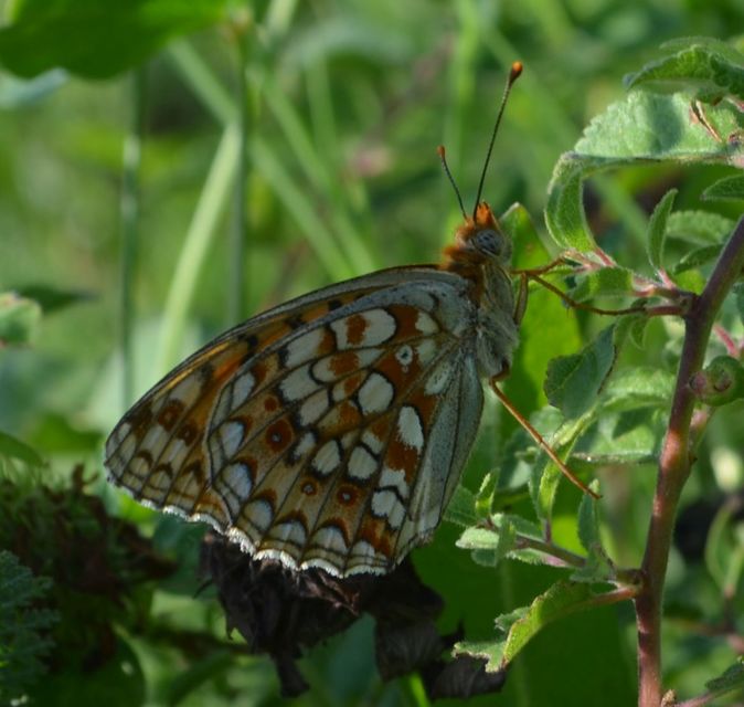 Argynnis niobe - ibolya-gyöngyházlepke