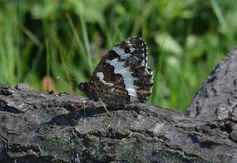 Brintesia circe - fehéröves szemeslepke