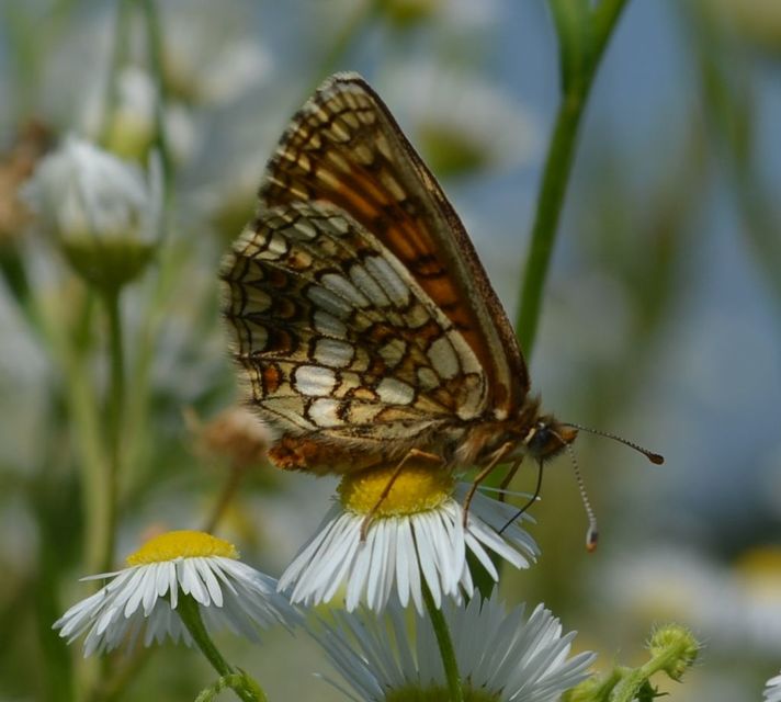 Melitaea athalia - közönséges tarkalepke