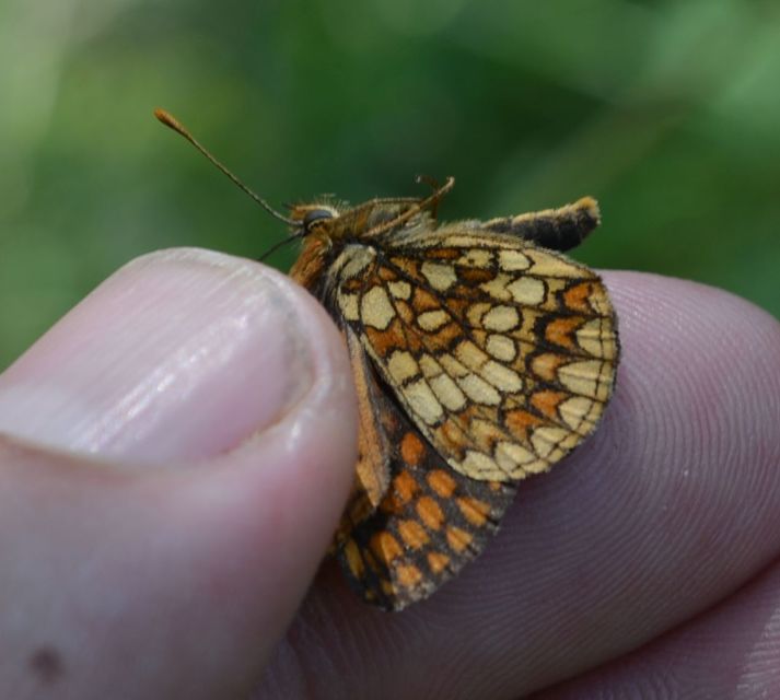 Melitaea athalia - közönséges tarkalepke