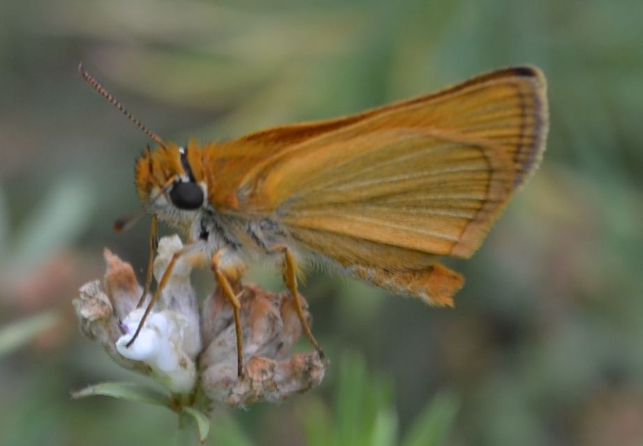 Thymelicus lineola - vonalas busalepke