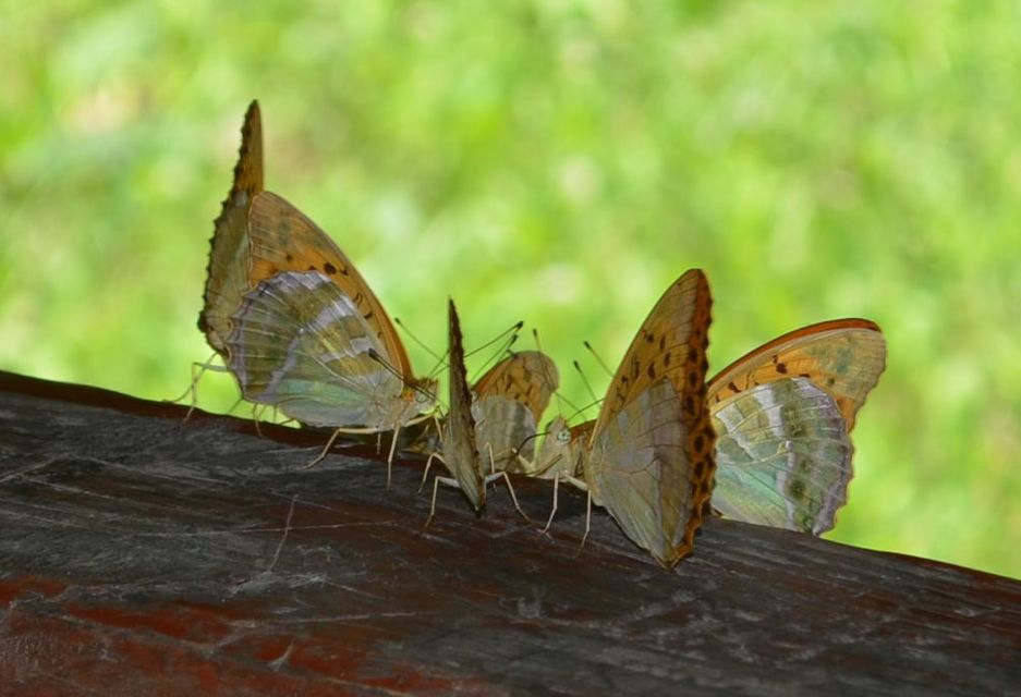 Argynnis paphia - nagy gyöngyházlepke
