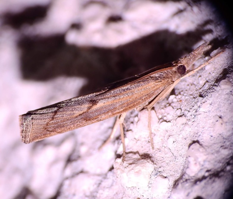 Pediasia contaminella - mocskos fűgyökérmoly