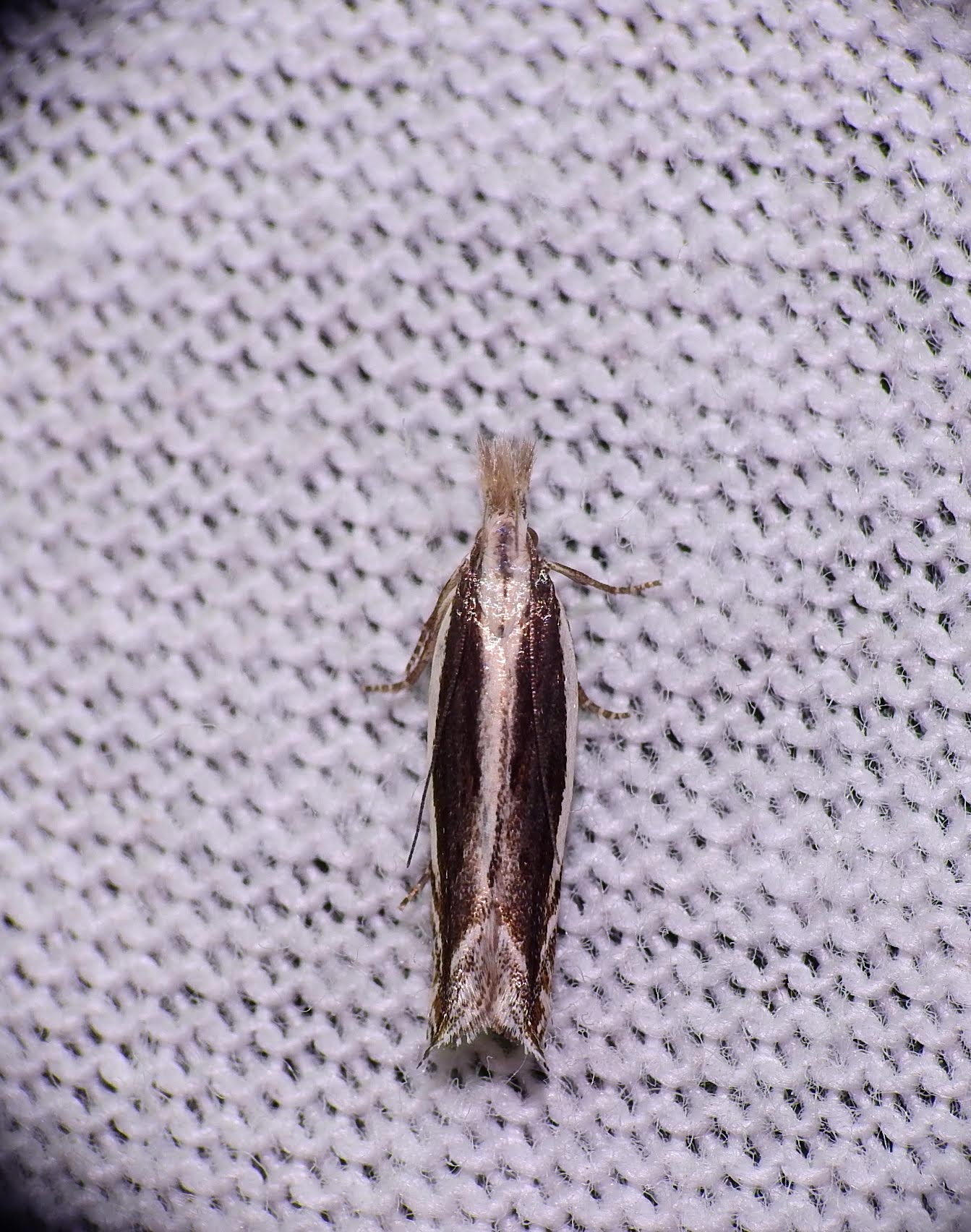 Sophronia consanguinella - mezeiüröm-sarlósmoly