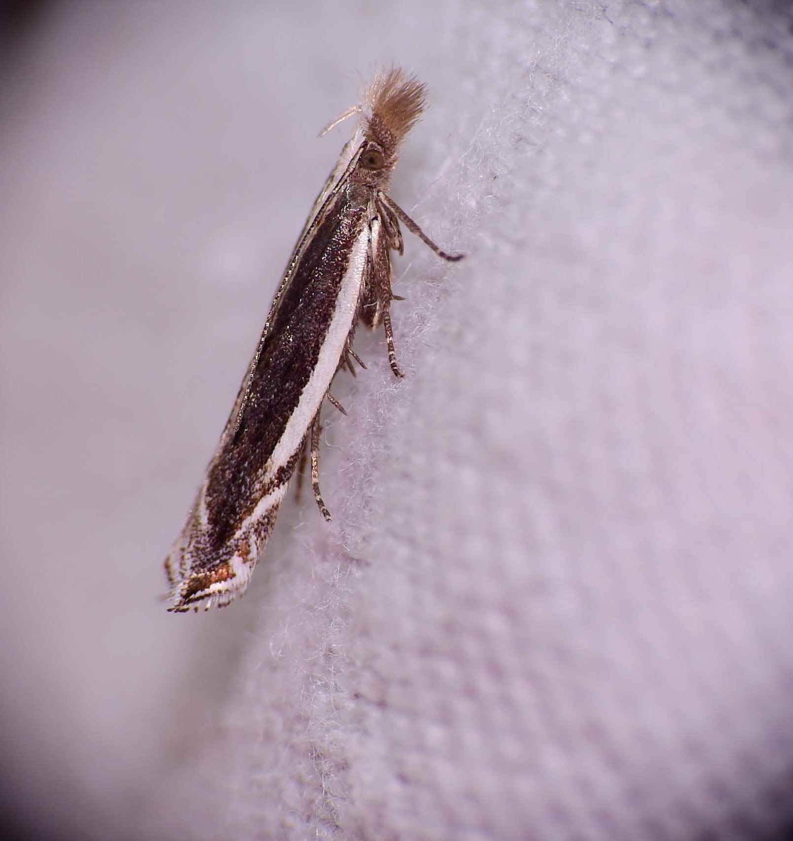 Sophronia consanguinella - mezeiüröm-sarlósmoly