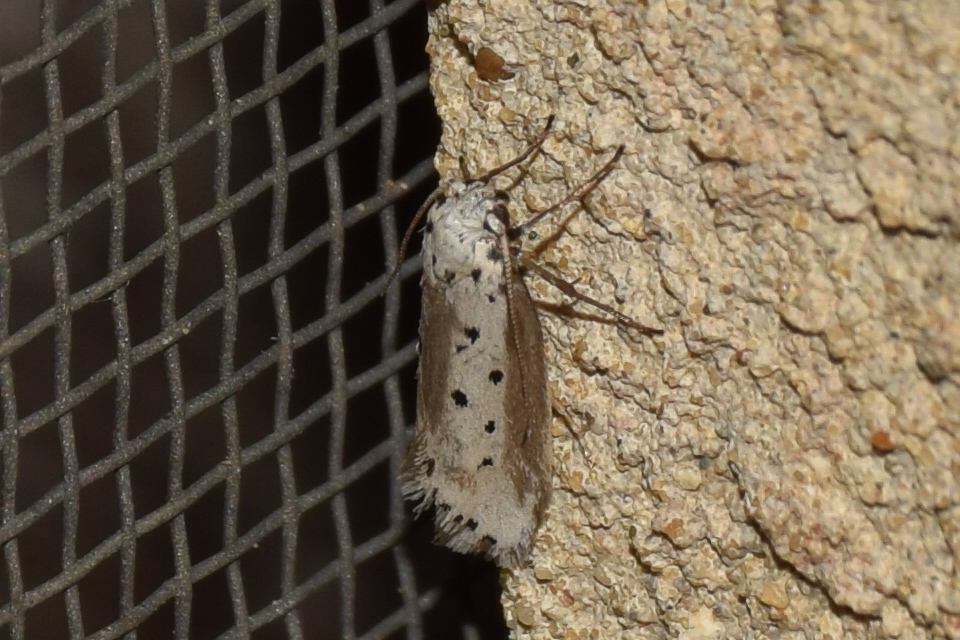 Ethmia terminella - hatpettyes feketemoly
