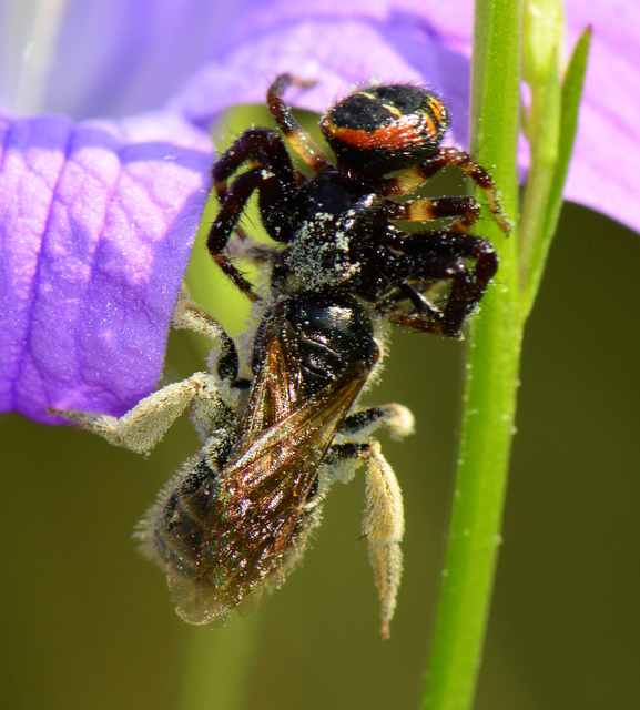 Synema globosum/ornatum