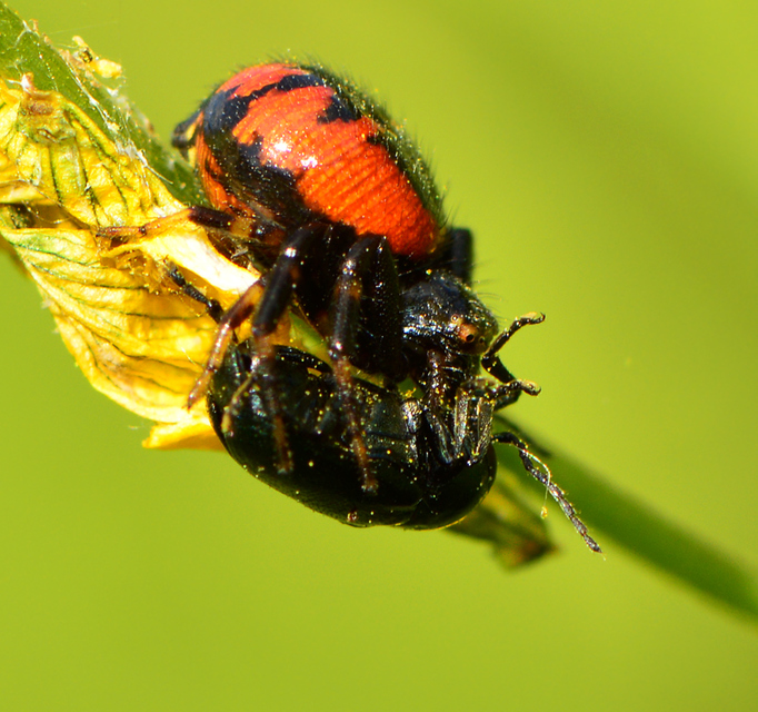 Synema globosum - fekete-sárga karolópók