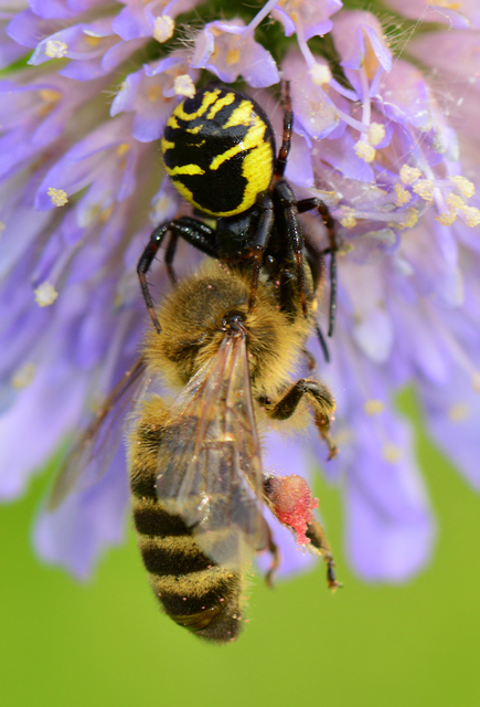 Synema globosum/ornatum