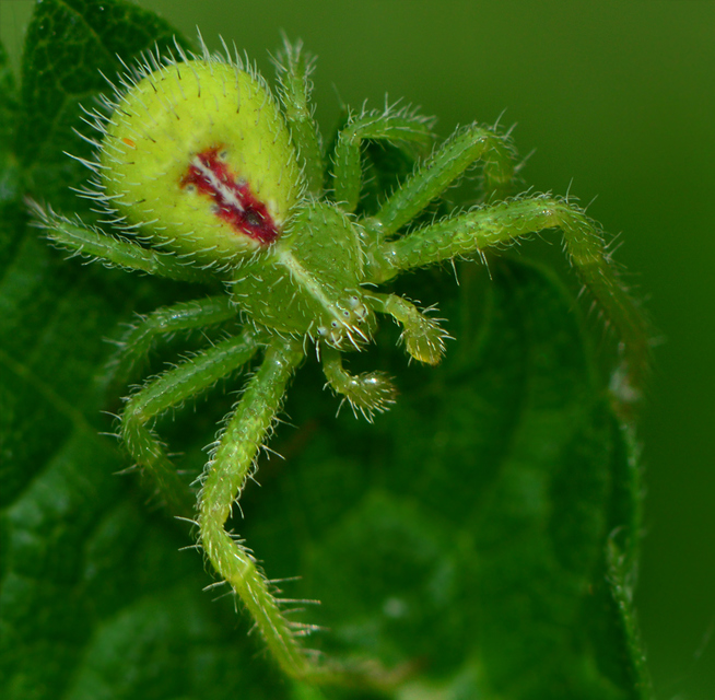 Heriaeus graminicola - réti borzaskarolópók