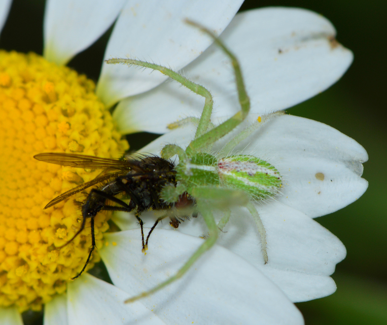 Heriaeus oblongus