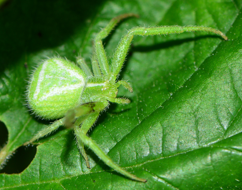 Heriaeus graminicola/hirtus