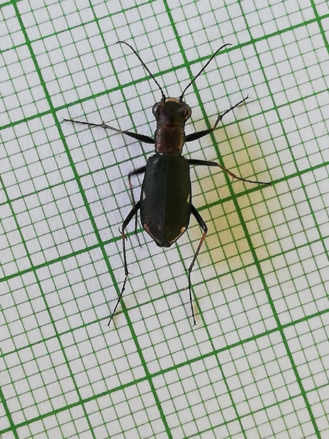 Cylindera germanica - parlagi homokfutrinka