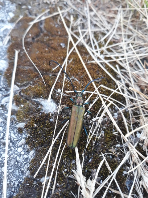 Aromia moschata - pézsmacincér