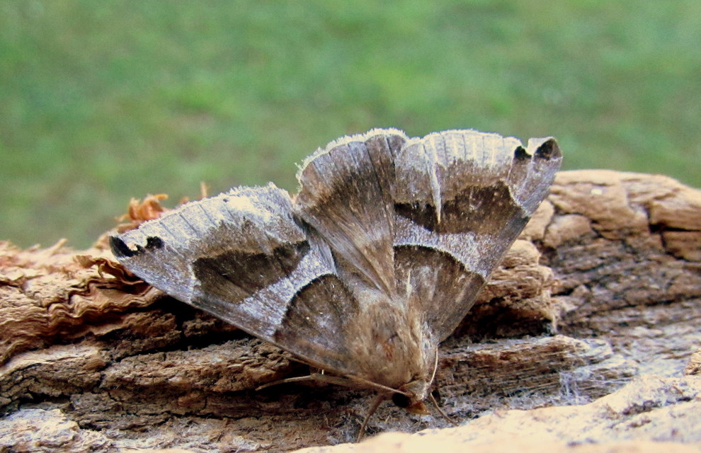 Dysgonia algira - déli porcelánbagoly