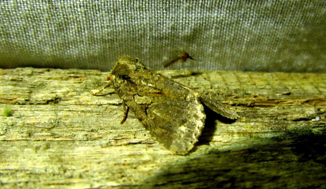 Apterogenum ypsillon - ipszilon-erdeibagoly
