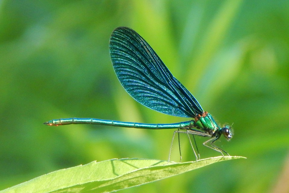 Calopteryx virgo - kisasszony-szitakötő