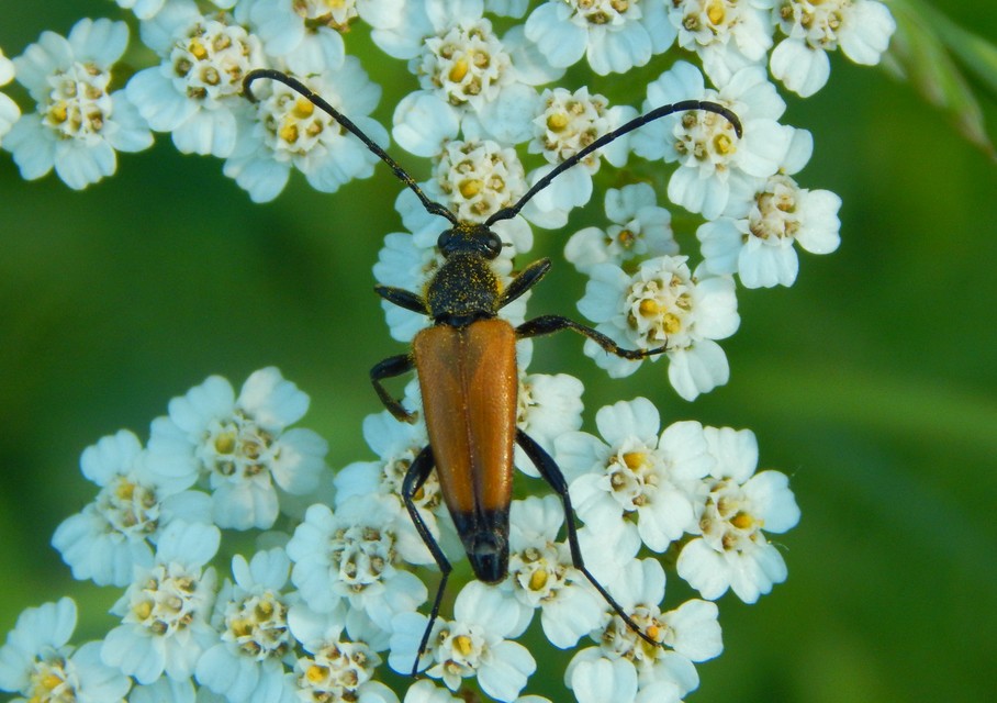 Stictoleptura fulva - vörhenyes virágcincér