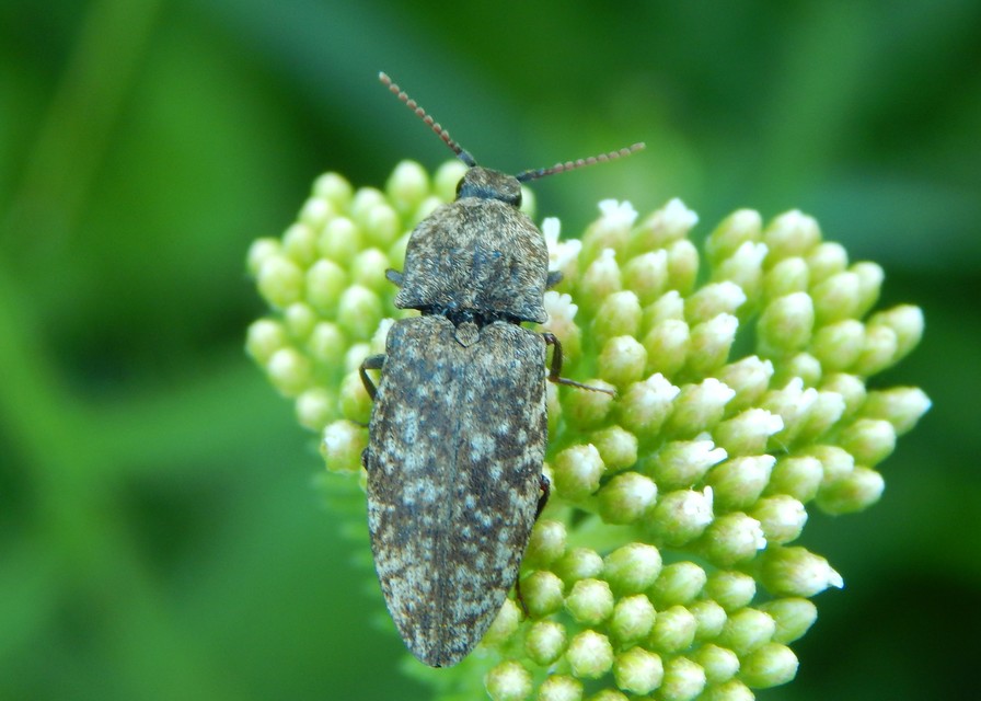 Agrypnus murinus - egérszínű pikkelyespattanó