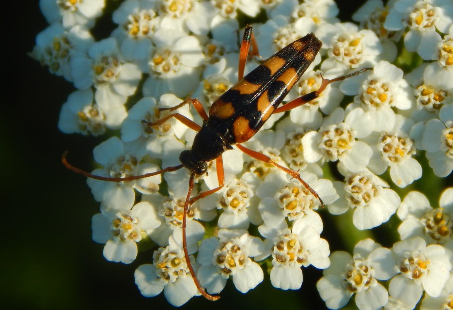 Strangalia attenuata - nyurgacincér