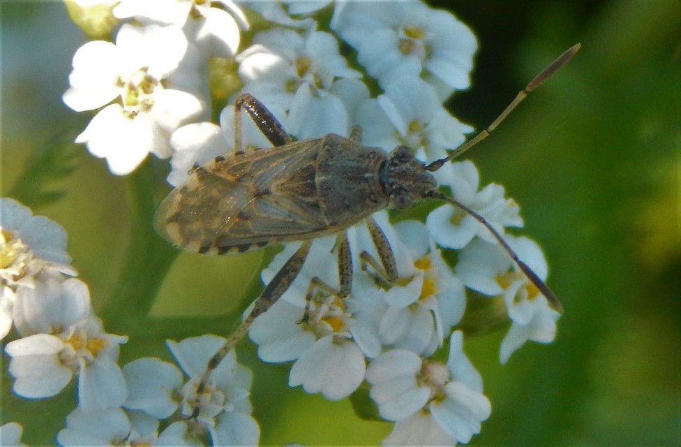 Stictopleurus Stictopleurus