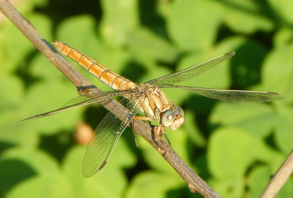 Orthetrum brunneum - pataki pásztorszitakötő